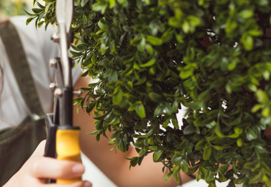 Landscape Maintenance